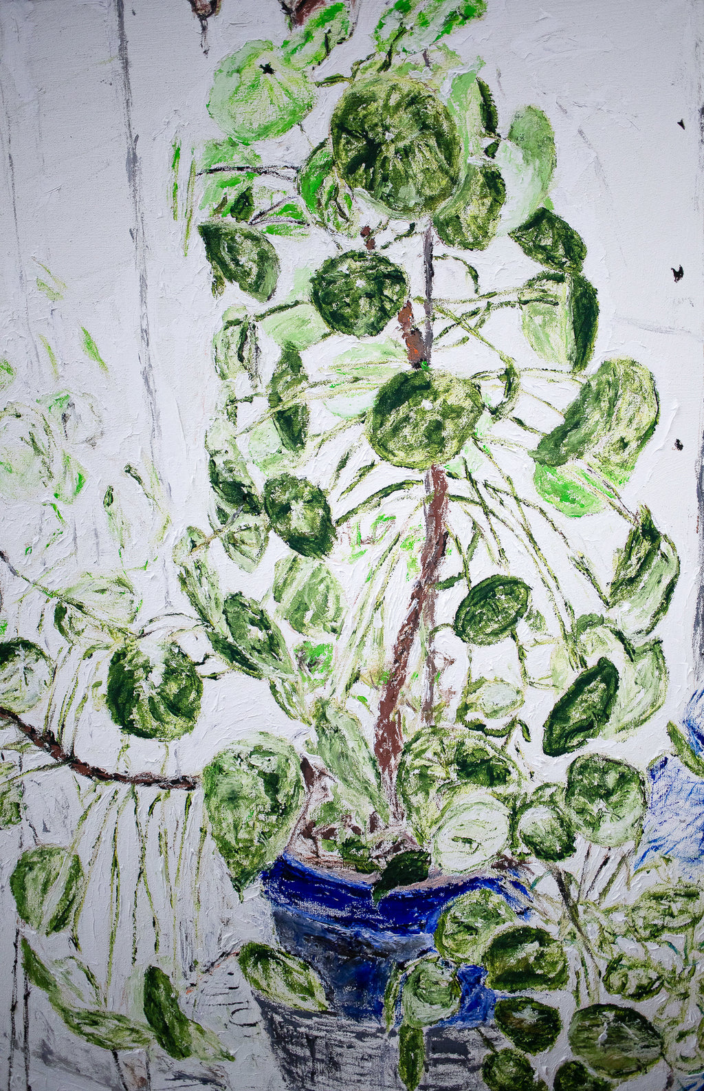 Plant for the studio