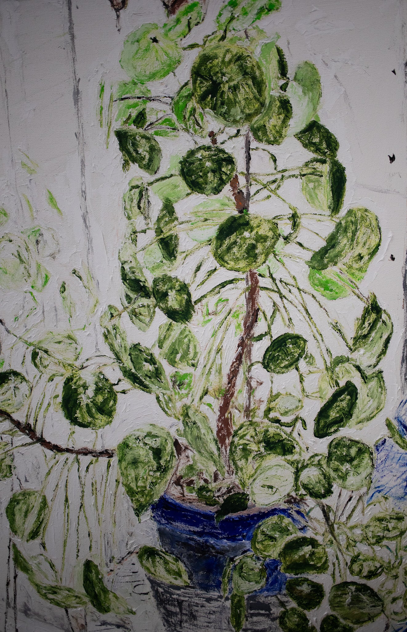 Plant for the studio